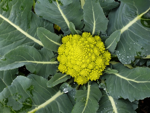 Figure 5 Brassica Oleracea 'Romanesco'