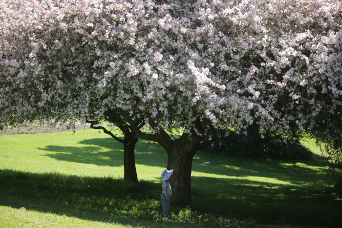 Malus Floribunda