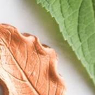 Make your own clay leaf image