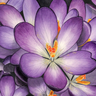Hidden Secrets - an exhibition of botanical artwork image