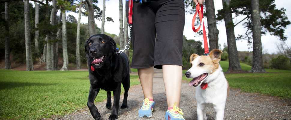 Dog bylaw review - make a submission | Auckland Botanic Gardens