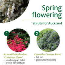 Spring flowering image