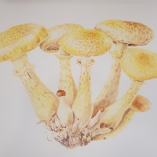 Mushrooms and Other Fungi image