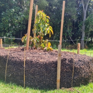 Guide to growing avocado in Auckland clay soils image