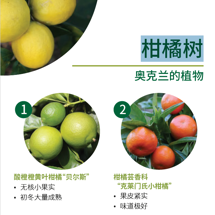 柑橘树 Citrus trees image
