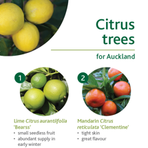 Citrus Trees image