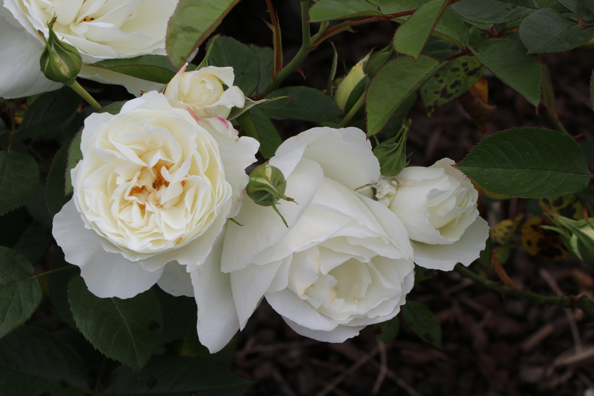Rosa Scott Base 6 11 2019 (58)