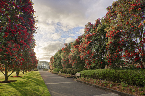 Pohutukawa Walk