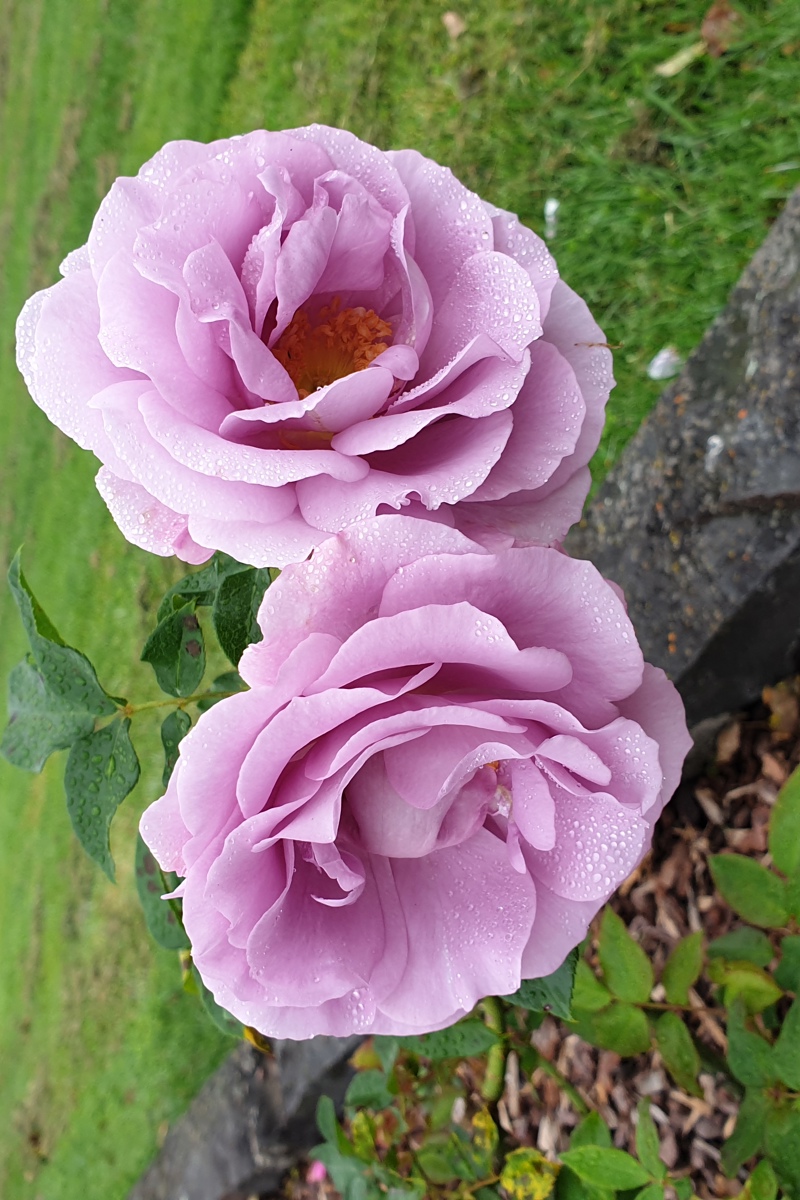 Rosa 'Forget Me Not' (2)