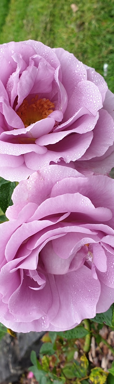 Rose Not Rosa Rosa Forget Me Not