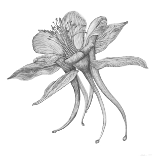 Erica Soman’s botanical display image