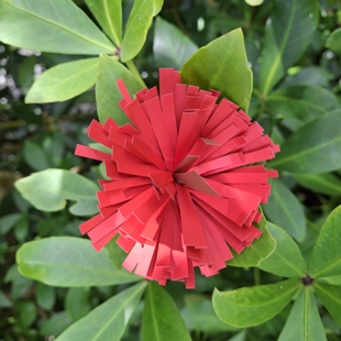 Pōhutukawa flower craft image