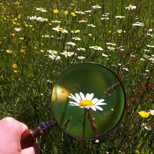 Flower Discovery Station image