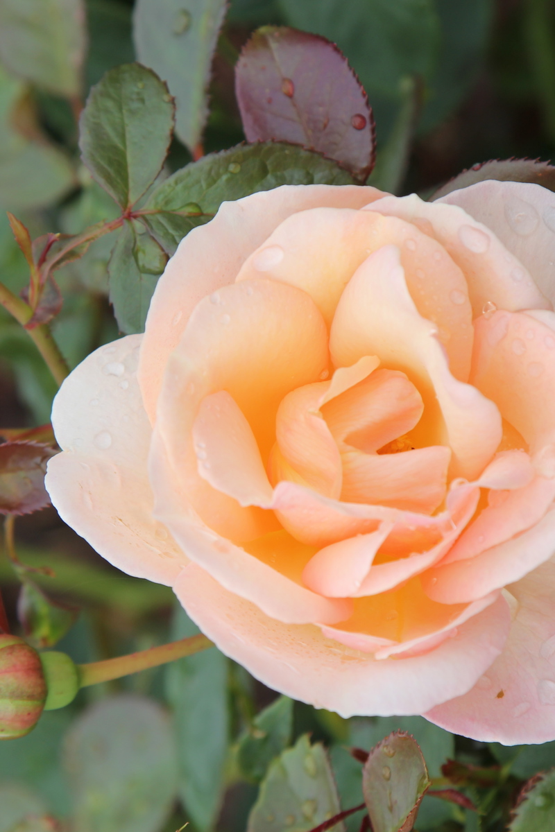 Rosa Champagne Breakfast 7 12 2022 (85)