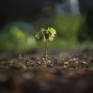 Help grow Auckland’s forest canopy image