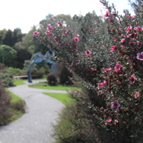 Mānuka Gardenimage