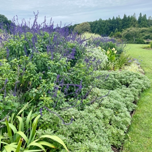 Powerful perennials  - seasonal walk image