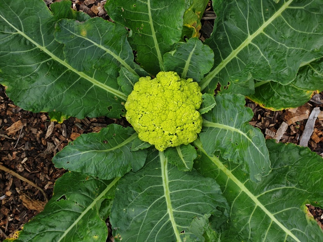 Figure 2 Brassica Oleracea 'Alverda'