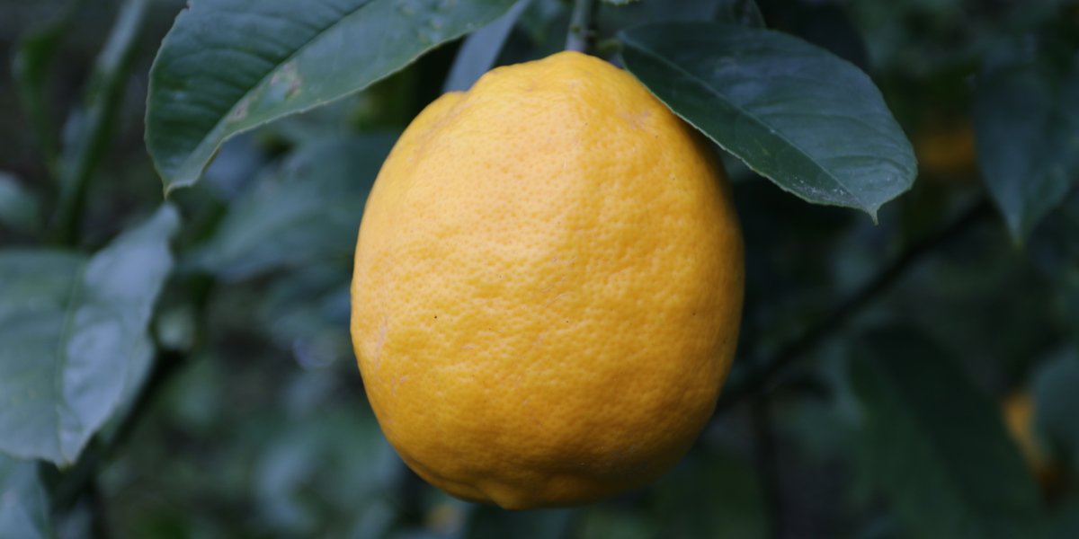 Citrus Meyer Lemon