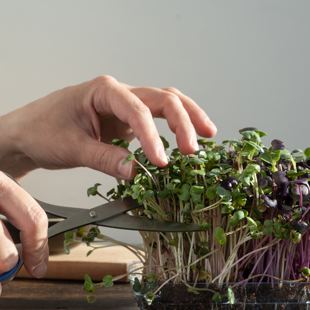 Grow microgreens at home image