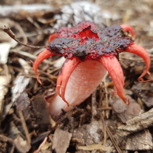 Drop'n Learn - Fungi exploration with the Mushroom Smith image